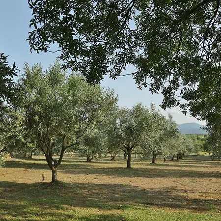 Βίλα οlives And Vines Seasons Λιτόχωρο